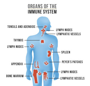 Immune System Human Body Systems