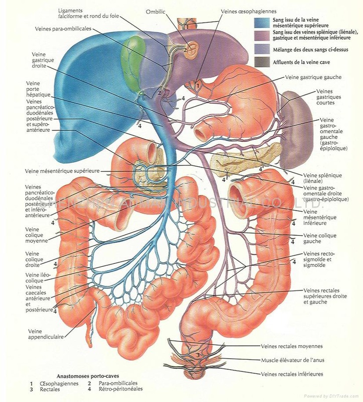 Human Body Systems - Home